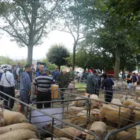 Les centres de rassemblement, ainsi que les foires sont propices aux contaminations croisées. Maintenir ses animaux nouvellement achetés en quarantain