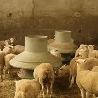 Avec trois agnelages par an, la Ferme de Toutes Aures peut commercialiser de la viande d'agneau toute l'année, au rythme de cinq agneaux abattus par s