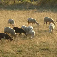 La sécheresse combinée au surpâturage sont des facteurs qui accélèrent le vieillissement des prairies.