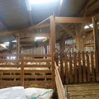 L'aire d'attente sur caillebotis permet de garder les animaux et donc les toisons plus propres que sur paille ou béton.