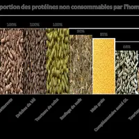 Exemples de proportions de protéines non consommables par l'Homme.Source : Idele