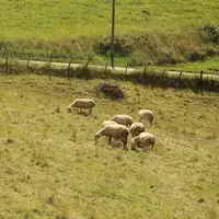 Remettre de manière pérenne des troupeaux de ruminants permettra de lutter contre l'embroussaillement des espaces.