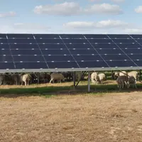 Les panneaux solaires font de l'ombre à la végétation. En plein été, l'herbe reste verte en dessous des rangées.