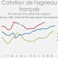 Le manque d’offre en agneau soutient la cotation française