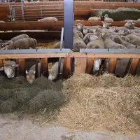 L'alimentation des brebis, agnelles et agneaux est un axe de travail identifiés par tous les éleveurs répondant à l'enquête, dans toutes les productio