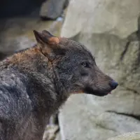 Le comptage des loups, mais aussi les ours et vautours sont au coeur des réclamations face à la détresse des éleveurs.