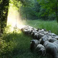 Avec 50 ha de parcours et une grande diversité de pâturage, les brebis et les cultures se marient bien à la ferme Mandaroux.