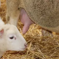 Les mammites pénalisent la production laitière ainsi que la qualité du lait des brebis. La croissance des agneaux en sera impactée négativement.
