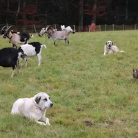 Si le loup n'impacte en aucune manière le tourisme, la présence des chiens de protection est un réel problème avec une multiplication de conflits entr