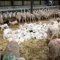 Le manque d'étalement des mises-bas sur l'année pénalise les ventes. Les canaux de distribution se trouvent à court de viande d'agneau une partie de l
