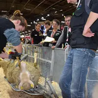 Les Ovinpiades des Jeunes Bergers rassemblent plus de 700 élèves chaque année, d'abord au sein de finales régionales puis lors de la finale nationale