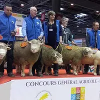 Le Salon de l'agriculture à  Paris en février - mars 2022 sera l'occasion pour les éleveurs de la race Île-de-France de montrer leur savoir-faire.