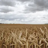 L'offre de variétés de céréales à paille résistantes aux pathogènes est en pleine croissance.