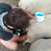 Le constat de gestation, même sans dénombrement, permet de gagner en efficacité et augmente la marge brute.