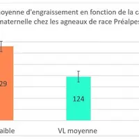 La durée d'engraissement des agneaux issus de mères à forte valeur laitière est plus courte de huit jours par rapport aux agneaux issus de mères à val