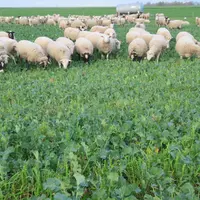 Une économie du temps de broyage estimée à une demi-heure par hectare en moyenne lorsque la parcelle est pâturée par les brebis.