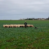 Profiter des surfaces céréalières comme de potentielles zones de pâturage est une opportunité à saisir. les éleveurs ovins gagnent ainsi en marge de m