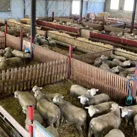 La station de testage de Verdilly dans l'Aisne accueille chaque 300 agneaux qui seront ensuite vendus aux enchères ou gardés pour le centre d'IA.
