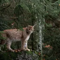 Une experte du monde agricole sera désormais présente lors des comités du PNA Lynx.