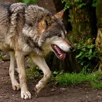 Une révision du statut de protection du loup a été demandé au niveau du Parlement européen.