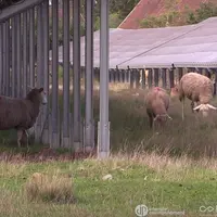 L'herbe sous les panneaux ne brûle pas même par forte sécheresse.
