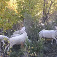 Les ovins ont une plus grande appétence pour les feuilles que les branches.