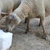 Une bonne supplémentation en minéraux des brebis en fin de gestation assure des agneaux plus lourds au sevrage.