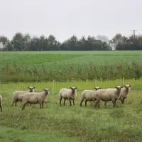 Les œufs de Tænia hydatigena apprécient particulièrement des conditions froides et humides et peuvent survivre plusieurs semaines dans le milieu extér