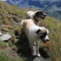 Les conflits entre chiens de protection ou de troupeau et autres usagers des espaces se font de plus en plus nombreux dans toute la France, créant des