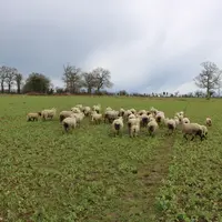 L'observation fréquente des animaux en mouvement permet de repérer les brebis boiteuses et donc d'intervenir rapidement.