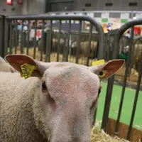 Les béliers et agnelles de Sébastien Jeannin bénéficient d'un traitement particulier plus semaines avant d'être montés à Paris pour être les plus beau