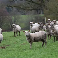 La prévalence de la fièvre Q dans les élevages ovins est trop souvent sous-estimée, alors que la maladie concernerait la moitié des élevages français.