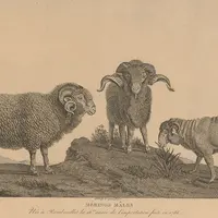 Quatre races de mérinos sont aujourd'hui répertoriées en France :l’Est à Laine Mérinos, le Mérinos d’Arles, le Mérinos Précoce et le Mérinos de Rambou