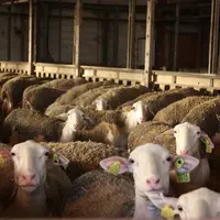 Valoriser les fourrages de qualité est un des leviers activables à court terme pour réduire le coût alimentaire.