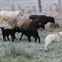 La reproduction se fait en monte naturelle, avec quatre béliers. L’éleveur envisage d’acheter cinq ou six autres béliers, pour la diversité génétique.