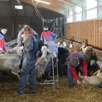 La formation ovine au secours du renouvellement des générations