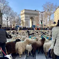 Les Folies Béarnaises ont fait défiler 2022 brebis et leurs petits sur les Champs Elysées