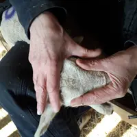 Le triangle entre les deux oreilles et le nez donne une indication sur la taille de la caillette de l’agneau à la naissance. Ici, pour un agneau de 5