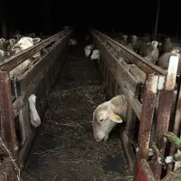 Le Gaec de l'Édredon est installé sur un site où l'Inra élevait des limousines à partir des années 70.