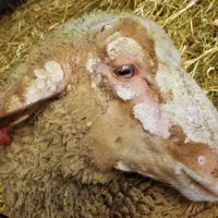D'aspect spectaculaire, la teigne n'est pour autant pas une maladie très grave. Prudence tout de même, elle est transmissible à l'Homme.