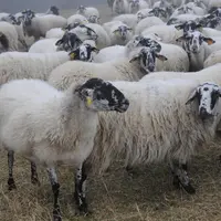 La Rava, race rustique par excellence, se caractérise par ses aptitudes maternelles.