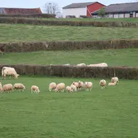 En Bourgogne, il n'était pas rare autrefois de voir vache, veau et brebis suitées dans les prés ensemble. La pratique revient au goût du jour pour mie