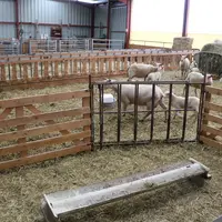 Les anciens bâtiments bovins peuvent être facilement réutilisés pour installer des ovins, moyennant un nouvel agencement modulable grâce aux claies.