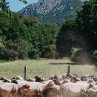 Les brebis corses s'exportent de plus en plus en France continentale avec le développement du quatrième bassin laitier.