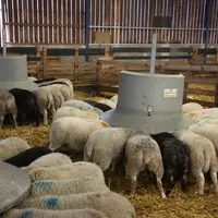 Les achats d'aliments concentrés représentent généralement une part importante des coûts de production.