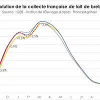 Nouveau décrochage de la collecte de lait de brebis