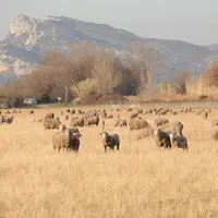 Les 1 500 brebis du Merle offrent un support pédagogique de qualité pour les futurs bergers.