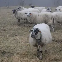 Ode à la Rave, brebis rustique du Massif central.