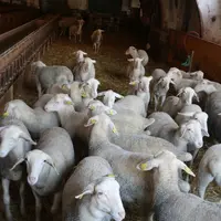 Les agnelles de renouvellement des races laitières doivent avoir des rations adaptées à chacune de leur période de croissance.
