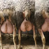 De quatre à cinq mois, les mamelles sont en plein développement. Attention à ne pas fournir une ration trop riche au risque d'un dépôt graisseux à la